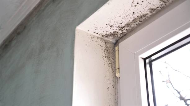 Best Mold Removal for HVAC Installations  in Casa Grande, AZ