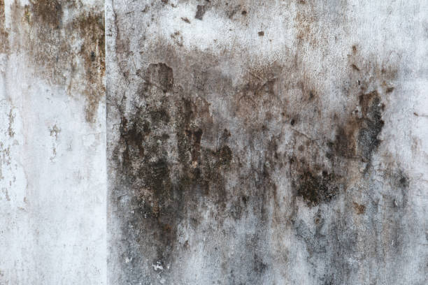 Best Airborne Mold Testing  in Casa Grande, AZ
