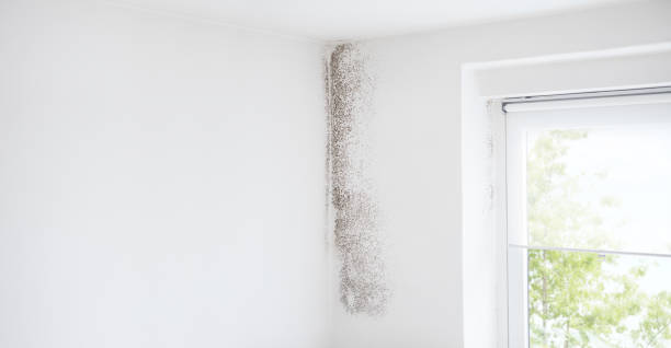 Best Attic Mold Removal  in Casa Grande, AZ