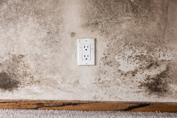 Best Commercial Mold Inspection  in Casa Grande, AZ