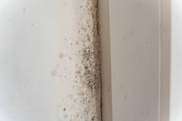Best Mold Documentation for Insurance Claims  in Casa Grande, AZ